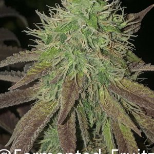 grow-with-medic-grow-fold-8-20211031-1.jpg