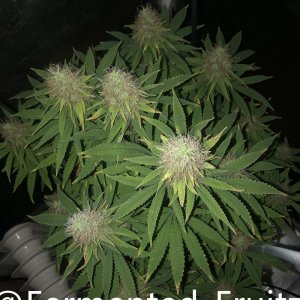 grow-with-medic-grow-fold-8-20211031-4.jpg