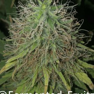 grow-with-medic-grow-fold-8-20211031-5.jpg