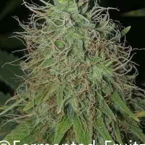 grow-with-medic-grow-fold-8-20211031-6.jpg