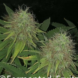 grow-with-medic-grow-fold-8-20211031-7.jpg