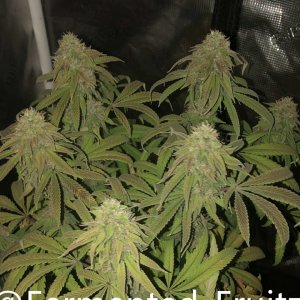 grow-with-medic-grow-fold-8-20211031-8.jpg