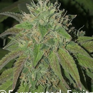 grow-with-medic-grow-fold-8-20211031-9.jpg