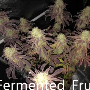 grow-with-medic-grow-fold-8-20211107.jpg