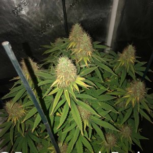 grow-with-medic-grow-fold-8-20211107-1.jpg