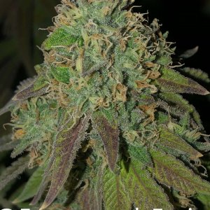 grow-with-medic-grow-fold-8-20211107-2.jpg