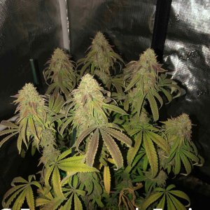 grow-with-medic-grow-fold-8-20211107-3.jpg