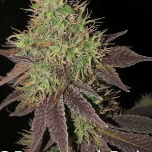 grow-with-medic-grow-fold-8-20211107-4.jpg