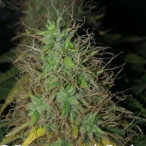 grow-with-medic-grow-fold-8-20211107-6.jpg