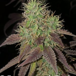 grow-with-medic-grow-fold-8-20211107-8.jpg