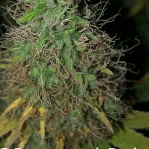 grow-with-medic-grow-fold-8-20211107-9.jpg