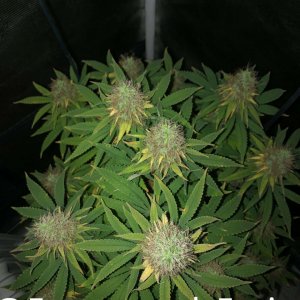 grow-with-medic-grow-fold-8-20211107-10.jpg