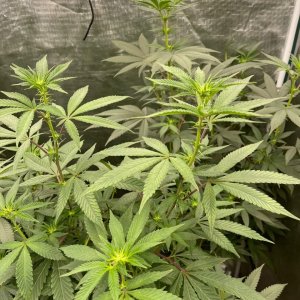 only1sky-medic-grow-fold-8-review-10.jpg