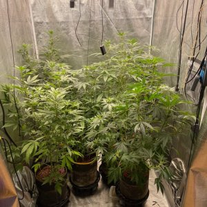 only1sky-medic-grow-fold-8-review-11.jpg