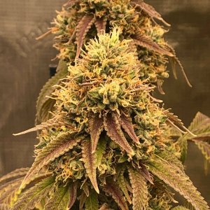 grow-with-medic-grow-fold-8-20211116.jpg