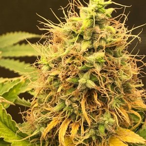 grow-with-medic-grow-fold-8-20211116-1.jpg