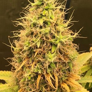 grow-with-medic-grow-fold-8-20211116-2.jpg