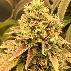 grow-with-medic-grow-fold-8-20211116-4.jpg