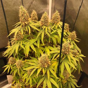 grow-with-medic-grow-fold-8-20211116-5.jpg