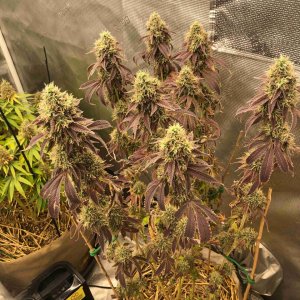 grow-with-medic-grow-fold-8-20211116-6.jpg