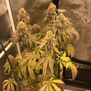 grow-with-medic-grow-fold-8-20211116-10.jpg