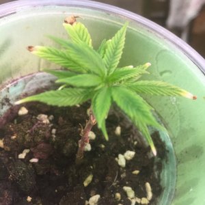 OG Kush clone