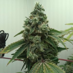 Super Skunk