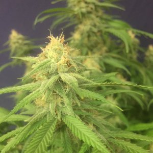 GSC #5, day 38