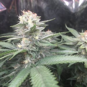 Star Killer OG, day 50