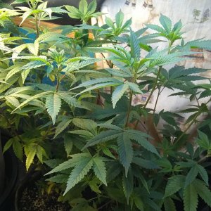 GG4 clones/mother plants