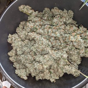 P2000-Amazing dense and sticky buds.jpg