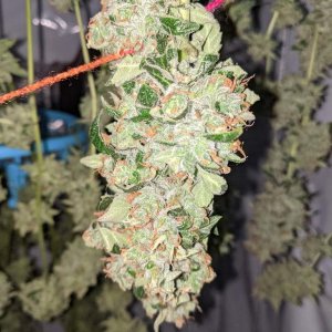 P2000-Thick and dense buds.jpg