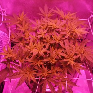 200W Led - Jack Herer