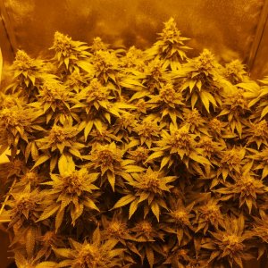 250W HPS - Jack Herer