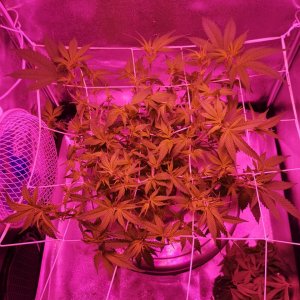 200W LED - Jack Herer - preflower