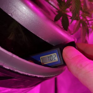 200W LED - Jack Herer - preflower