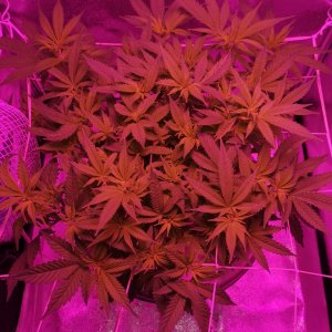 200W LED - Jack Herer - preflower