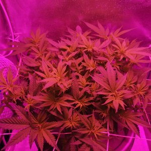 200W LED - Jack Herer - preflower