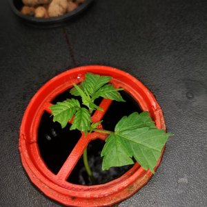 Jack Herer rooting