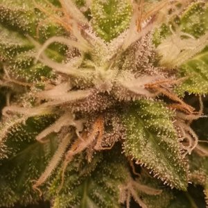 Blue Cheese - w5d7 of flowering (or so) closeup1