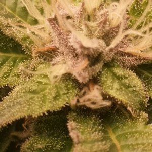 Blue Cheese - w5d7 of flowering (or so)  - closeup2