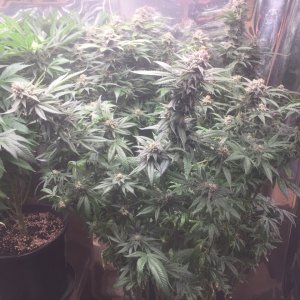 Star Killer OG, day 58