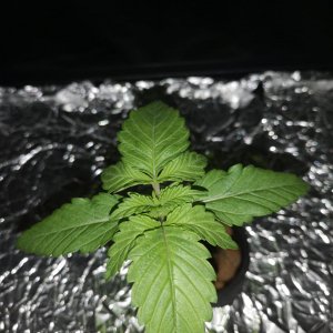 Super Silver Haze d14 before lights on