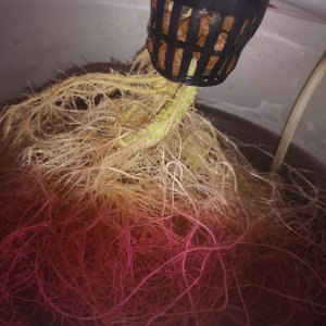 Jack Herer - w2d4 preflower - root ball