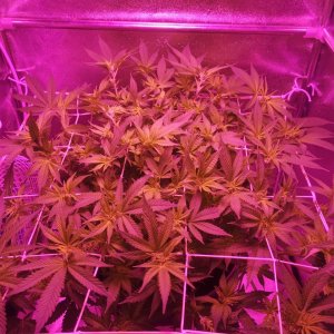 Jack Herer - w2d4 preflower - overview