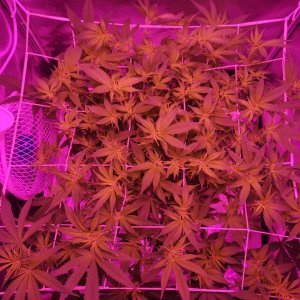 Jack Herer - w2d4 preflower - overview