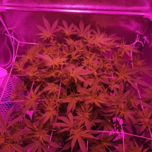 Jack Herer - w2d4 preflower - overview2