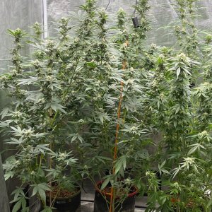 only1sky-grow-with-medic-grow-fold-8-day-35-into-flower.jpg