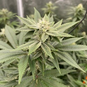 only1sky-grow-with-medic-grow-fold-8-day-35-into-flower-1.jpg