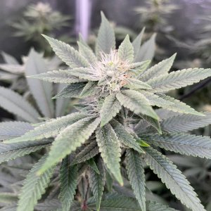 only1sky-grow-with-medic-grow-fold-8-day-35-into-flower-2.jpg